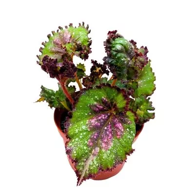 Harmony's Magic Dragon Begonia Rex 6 Inch Purple Splash • $43.74