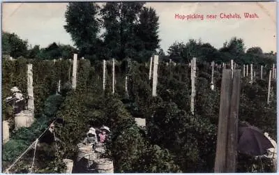 CHEHALIS Washington WA ~ Handcolored HOP PICKING Agriculture C1910s Postcard • £6.54