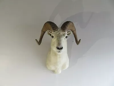 $1765 • Buy Alaskan Dall Sheep.  Big Horns, Taxidermy Mount Ram.  