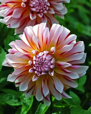 Caribbean Fantasy Decorative Dahlia - Blue Buddha Farm - Easy To Grow Plant • $14.95