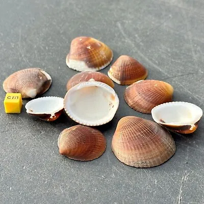 Pack Of 10 Cockle Brown Craft Seashells - Genuine Shells • £7.20