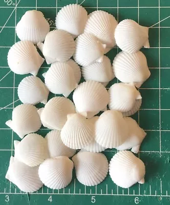 25 Very White 3/4” Scallop Seashells Hand Picked Washed Jewelry Shell Art Crafts • $13.95