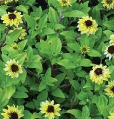 30+ Vanilla Sprite Creeping Zinnia Flower Seeds / Annual / Ground Cover • $3.90