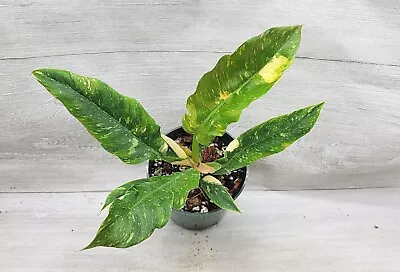 Variegated Philodendron NARROW Ring Of Fire In 3  Pot • $19