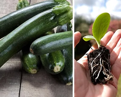 3 X Courgette Black Beauty Plug Plants - Grow Your Own Veg - Courgette Plant • £6.99