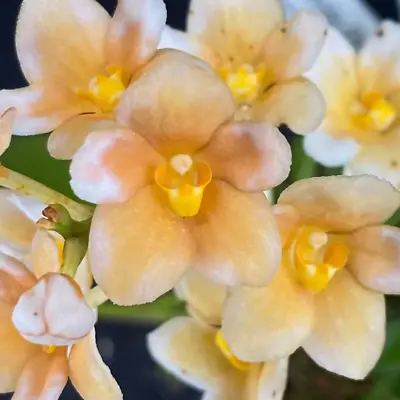 $55 • Buy Select Barrita Orchids Sarcochilus INDP/159