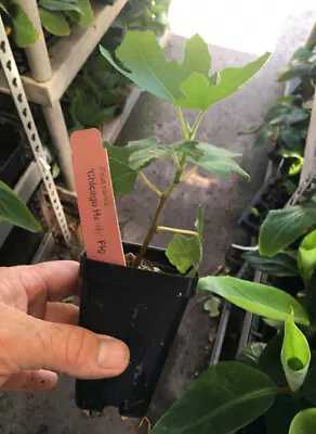 Chicago Hardy Fig Tree - Live Plant - Very Cold Hardy - Self Fertile  • $27.52