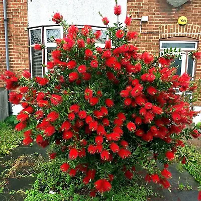 50 Crimson Bottlebrush Flower Tree Houseplant Garden Seeds Callistemon Citrinus • $6.95