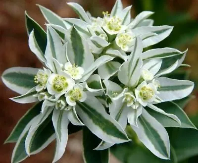 £4.84 • Buy Seeds Snow On The Mountain Euphorbia Spurge Plant Annual Outdoor Flower Ukraine