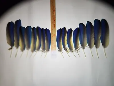 Blue And Gold Macaw Parrot Wing Feathers 16 Feathers 81/2”- 11 1/2” • $59.99