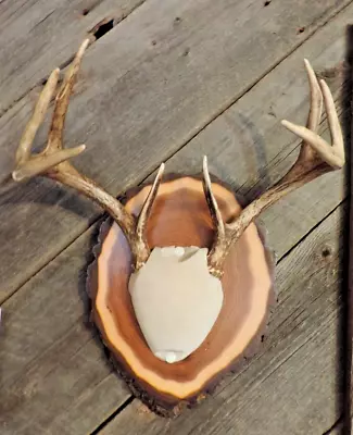 Wisconsin Whitetail Mounted Deer Antlers  8 Point Buck Rack Mount On Wood Plaque • $19.99