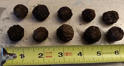 Ten (10) Sauromatum Venosum Bulbils Tuber Corm Voodoo Lily Bulb Amorphophallus • $17.50