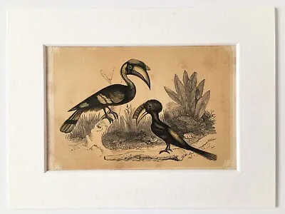 African Hornbill - 1850s Antique Colour Print Mounted Woodblock • £7.99