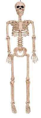 36  Posable Skeleton Full Body Bones Halloween Prop Horror Haunted House • $24.95
