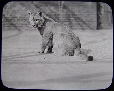 $31.39 • Buy Glass Magic Lantern Slide A PUMA C1890 PHOTO ZOO LECTURE