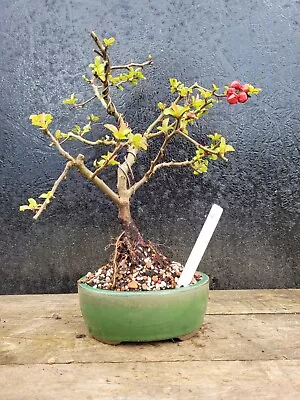 Bonsai Japanese Quince Chojubai Flowering Tree In Bonsai Pot Shohin 3 • £59.99