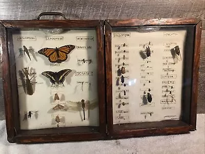 Vintage Assorted  Real Insects Entomology Collection In Glass Covered Wood Case • $49.95