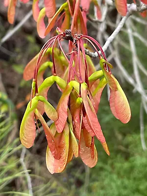 Native Red Maple Seeds (Acer Rubrum) South Carolina Ecotype 25+ Seeds • $3.50