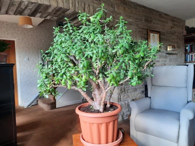 £450 • Buy Jade Money Plant Tree