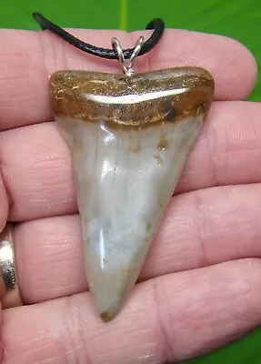 MAKO SHARKS TOOTH  Necklace - 2 & 1/4 In. - SHARKS TEETH - For Men & Woman • $59