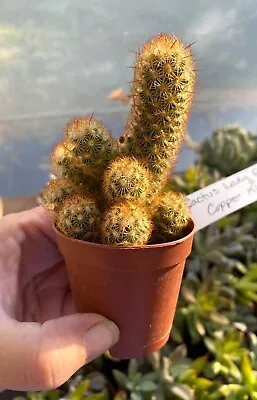Cactus Mammillaria Elongata Lady Finger Copper King 2  Pot Live Plant • $6