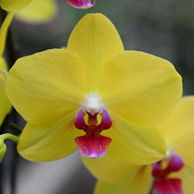 $34.50 • Buy RFO Phalaenopsis Fuller's Sunset