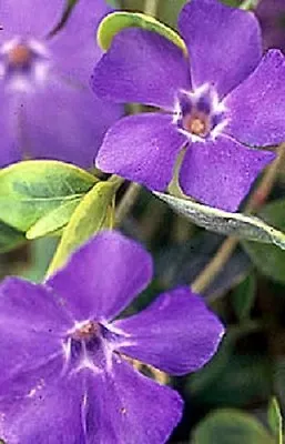 40 Fragrant Orchid Color Periwinkle Flower Seeds / Annual Vinca / Deer Resistant • $4.89