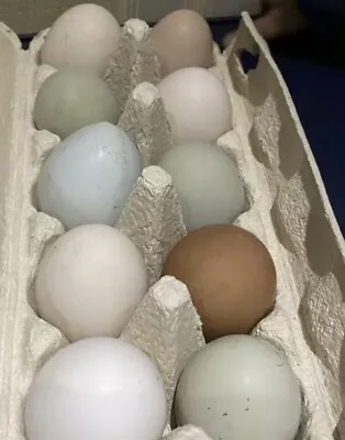 £11.25 • Buy 12 X Fertile Hatching Chicken Eggs Mixed Breeds Maran Cream Legbar Olive Egger 