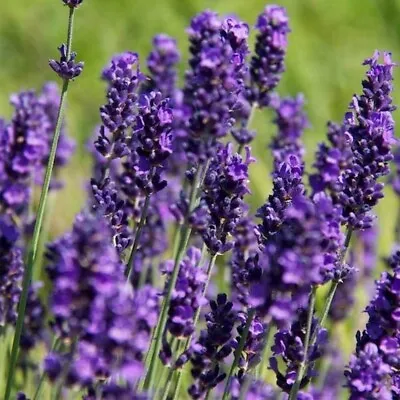 Lavender Hidcote - 1 X 4cm Plug Plant • £4.99