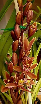 $15.99 • Buy GIFT Cymbidium Orchid Bulb - Harvest Queen 'Golden Harvest' Miniature