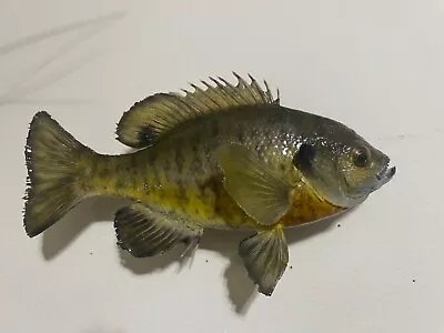 Taxidermy Fish Mount Bluegill Sunfish Real Skin Mount • $59.99