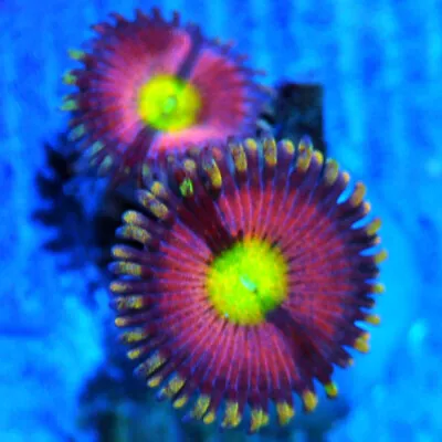 COE    Live Coral Frag ~ Pink Hippos Zoanthid Coral ~ LPS SPS • $5.99