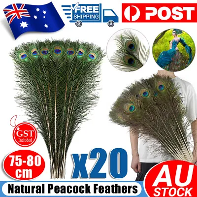 20pcs 75-80cm Natural Genuine Peacock Eye Feathers Vase Home Decor DIY Craft • $26.99
