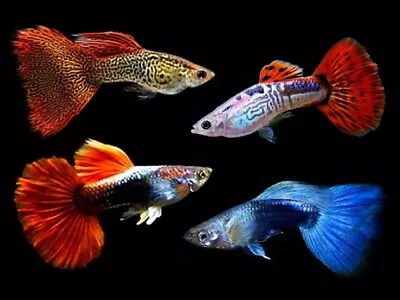 5+1 Fancy Guppy Males Live Freshwater Aquarium Fish • $19.99