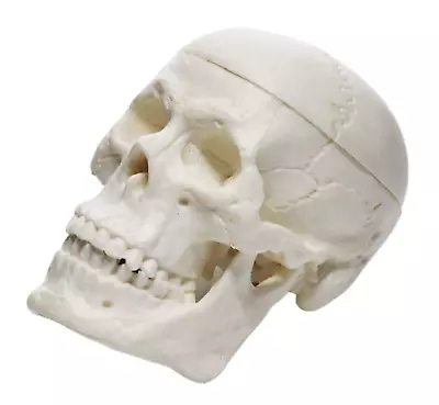 Miniature Human Adult Skull Model 3 Part - Medical Quality Anatomical Replica - • $17.77