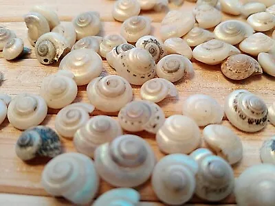 100 White Pearl SEASHELLS Tiny Mini Sea Shells Craft Wedding Beach Confetti 10mm • £4.49