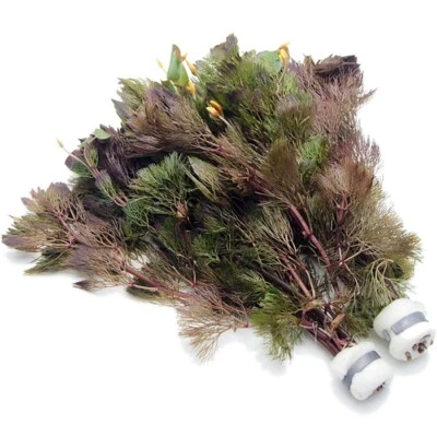 £4.98 • Buy Cabomba Aquatica 8-10 Stems Live Aquarium Aquatic Plant Tropical Fish Tank Water
