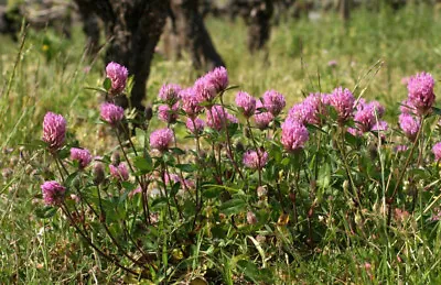 Trifolium Pratense - Red Clover - 5000 Seeds - Medicinal Plant • £0.99