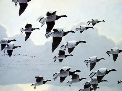 £650 • Buy Peter Scott - When The Tide Turned Brent Geese Signed Lady Philipa Scott - Print