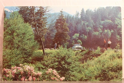 $0.50 • Buy Great Smoky Mountains National Park Newfound Gap Rhodendron Highway Postcard Old