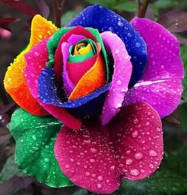 20 Rainbow Rose Seeds • £2.29