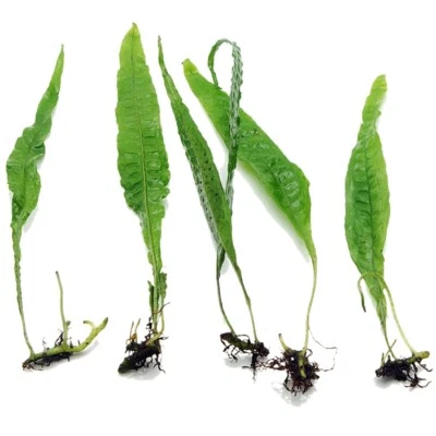 £4.89 • Buy 5 Java Fern Live Fish Aquatic Aquarium Tank Plants Tropical Coldwater Plant