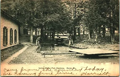 United States Fish Hatchery Corry Pennsylvania PA 1906 UDB Postcard • $13.45