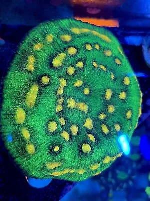 Raja Rampage Chalice Coral LPS Frag / Marine / SPS / Sofe (2-4 Eyes) • £69.99