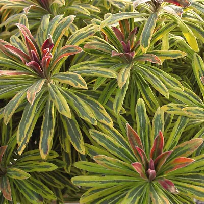 Euphorbia Ascot Rainbow X 1 Plant - Variegated -  Perennial • $12