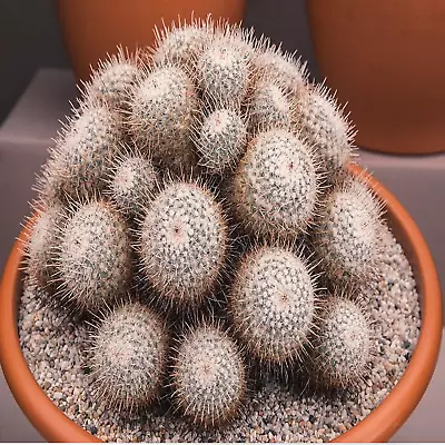 Own Root | Mammillaria Geminispina | Twin Spine Cactus | Large Live Plant • $9.99