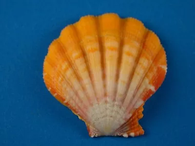 Pecten Langfordi Sunrise Half #2 Jewelry Hawaii Shell • $9.99