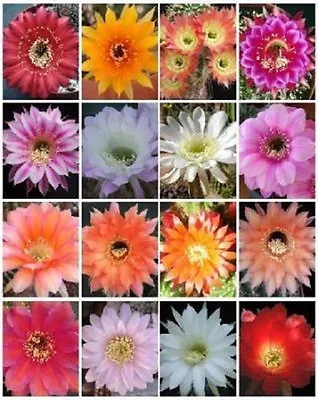 ECHINOPSIS Variety Mix Exotic Hybrid Flowering Cacti Cactus Shick Seed 50 SEEDS • $9.95