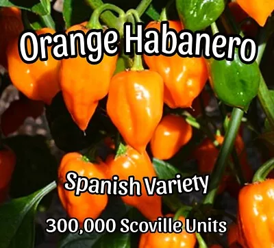 Orange Habanero - Spanish Variety (10 Seeds) + Free Bonus Seeds 🔥🔥🔥 • $3
