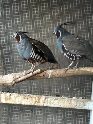 10+2 Mountain Quail Eggs For Sale • $142.50